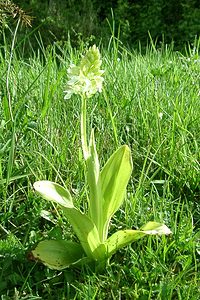 Orchis purpurea (Orchidaceae)  - Orchis pourpre, Grivollée, Orchis casque, Orchis brun - Lady Orchid Pas-de-Calais [France] 27/04/2002 - 90m