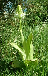 Orchis purpurea (Orchidaceae)  - Orchis pourpre, Grivollée, Orchis casque, Orchis brun - Lady Orchid Pas-de-Calais [France] 27/04/2002 - 90m