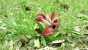 Serapias neglecta (Orchidaceae)  - Sérapias négligé - Scarce Tongue-orchid Var [France] 07/04/2002 - 90m