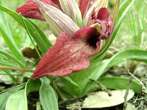 Serapias neglecta (Orchidaceae)  - Sérapias négligé - Scarce Tongue-orchid Var [France] 07/04/2002 - 90m