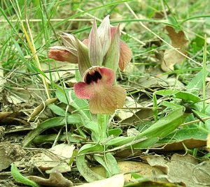 Serapias neglecta (Orchidaceae)  - Sérapias négligé - Scarce Tongue-orchid Var [France] 07/04/2002 - 90m