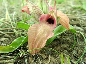 Serapias neglecta (Orchidaceae)  - Sérapias négligé - Scarce Tongue-orchid Var [France] 07/04/2002 - 90m