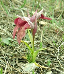 Serapias neglecta (Orchidaceae)  - Sérapias négligé - Scarce Tongue-orchid Var [France] 07/04/2002 - 90m