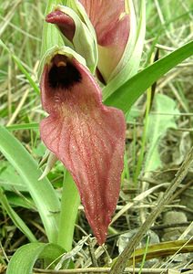 Serapias neglecta (Orchidaceae)  - Sérapias négligé - Scarce Tongue-orchid Var [France] 08/04/2002 - 140m