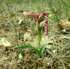 Serapias neglecta (Orchidaceae)  - Sérapias négligé - Scarce Tongue-orchid Var [France] 08/04/2002 - 120m