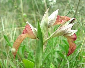 Serapias neglecta (Orchidaceae)  - Sérapias négligé - Scarce Tongue-orchid Var [France] 09/04/2002 - 80m