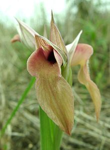 Serapias neglecta (Orchidaceae)  - Sérapias négligé - Scarce Tongue-orchid Var [France] 09/04/2002 - 80m