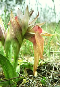 Serapias neglecta (Orchidaceae)  - Sérapias négligé - Scarce Tongue-orchid Var [France] 09/04/2002 - 80m