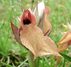 Serapias neglecta (Orchidaceae)  - Sérapias négligé - Scarce Tongue-orchid Var [France] 09/04/2002 - 80m