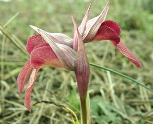 Serapias neglecta (Orchidaceae)  - Sérapias négligé - Scarce Tongue-orchid Var [France] 09/04/2002 - 90m