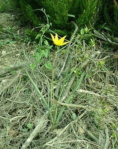 Tulipa sylvestris subsp. australis (Liliaceae)  - Tulipe australe, Tulipe des Alpes, Tulipe du Midi Var [France] 08/04/2002 - 100m