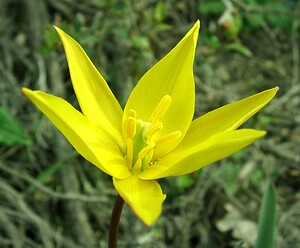 Tulipa sylvestris subsp. australis (Liliaceae)  - Tulipe australe, Tulipe des Alpes, Tulipe du Midi Var [France] 08/04/2002 - 100m