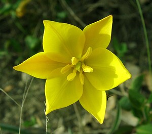 Tulipa sylvestris subsp. australis (Liliaceae)  - Tulipe australe, Tulipe des Alpes, Tulipe du Midi Var [France] 08/04/2002 - 100m