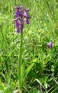 Anacamptis morio (Orchidaceae)  - Anacamptide bouffon, Orchis bouffon Pas-de-Calais [France] 04/05/2002 - 80m