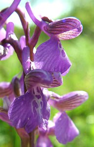 Anacamptis morio (Orchidaceae)  - Anacamptide bouffon, Orchis bouffon Pas-de-Calais [France] 04/05/2002 - 80m