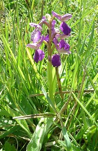 Anacamptis morio (Orchidaceae)  - Anacamptide bouffon, Orchis bouffon Pas-de-Calais [France] 04/05/2002 - 80m