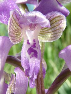 Anacamptis morio (Orchidaceae)  - Anacamptide bouffon, Orchis bouffon Pas-de-Calais [France] 04/05/2002 - 80m