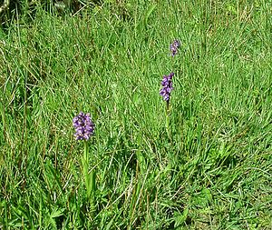 Anacamptis morio (Orchidaceae)  - Anacamptide bouffon, Orchis bouffon Pas-de-Calais [France] 04/05/2002 - 80m