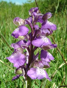 Anacamptis morio (Orchidaceae)  - Anacamptide bouffon, Orchis bouffon Pas-de-Calais [France] 04/05/2002 - 80m