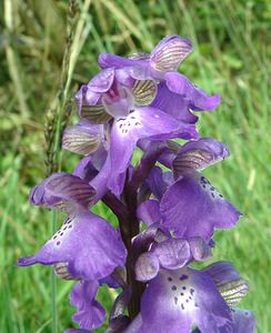 Anacamptis morio (Orchidaceae)  - Anacamptide bouffon, Orchis bouffon Pas-de-Calais [France] 04/05/2002 - 80m