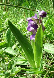 Anacamptis morio (Orchidaceae)  - Anacamptide bouffon, Orchis bouffon Pas-de-Calais [France] 04/05/2002 - 80m