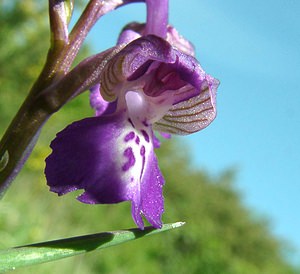 Anacamptis morio (Orchidaceae)  - Anacamptide bouffon, Orchis bouffon Pas-de-Calais [France] 04/05/2002 - 80m