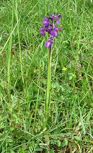 Anacamptis morio (Orchidaceae)  - Anacamptide bouffon, Orchis bouffon Meurthe-et-Moselle [France] 09/05/2002 - 230m