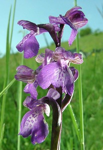 Anacamptis morio (Orchidaceae)  - Anacamptide bouffon, Orchis bouffon Meurthe-et-Moselle [France] 09/05/2002 - 230m