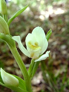 Cephalanthera damasonium (Orchidaceae)  - Céphalanthère à grandes fleurs, Céphalanthère pâle, Céphalanthère blanche, Elléborine blanche - White Helleborine Meurthe-et-Moselle [France] 09/05/2002 - 300m