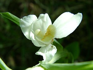 Cephalanthera damasonium (Orchidaceae)  - Céphalanthère à grandes fleurs, Céphalanthère pâle, Céphalanthère blanche, Elléborine blanche - White Helleborine Meurthe-et-Moselle [France] 09/05/2002 - 300m