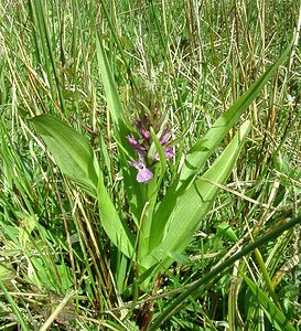 Dactylorhiza praetermissa (Orchidaceae)  - Dactylorhize négligé, Orchis négligé, Orchis oublié - Southern Marsh-orchid Pas-de-Calais [France] 04/05/2002 - 80m
