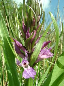 Dactylorhiza praetermissa (Orchidaceae)  - Dactylorhize négligé, Orchis négligé, Orchis oublié - Southern Marsh-orchid Pas-de-Calais [France] 04/05/2002 - 80m