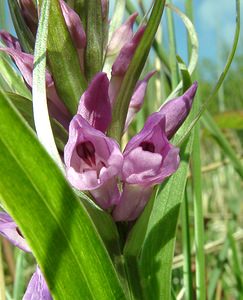 Dactylorhiza praetermissa (Orchidaceae)  - Dactylorhize négligé, Orchis négligé, Orchis oublié - Southern Marsh-orchid Pas-de-Calais [France] 04/05/2002 - 80m