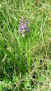 Dactylorhiza praetermissa (Orchidaceae)  - Dactylorhize négligé, Orchis négligé, Orchis oublié - Southern Marsh-orchid Pas-de-Calais [France] 04/05/2002 - 80m