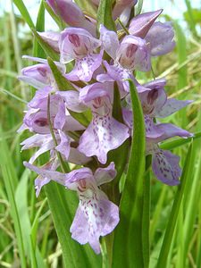 Dactylorhiza praetermissa (Orchidaceae)  - Dactylorhize négligé, Orchis négligé, Orchis oublié - Southern Marsh-orchid Pas-de-Calais [France] 04/05/2002 - 80m