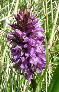 Dactylorhiza praetermissa (Orchidaceae)  - Dactylorhize négligé, Orchis négligé, Orchis oublié - Southern Marsh-orchid Pas-de-Calais [France] 04/05/2002 - 80m