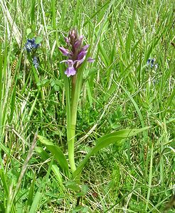 Dactylorhiza praetermissa (Orchidaceae)  - Dactylorhize négligé, Orchis négligé, Orchis oublié - Southern Marsh-orchid Pas-de-Calais [France] 04/05/2002 - 70m