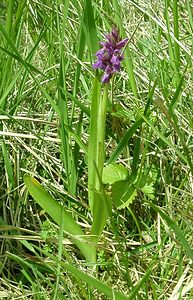 Dactylorhiza praetermissa (Orchidaceae)  - Dactylorhize négligé, Orchis négligé, Orchis oublié - Southern Marsh-orchid Pas-de-Calais [France] 04/05/2002 - 70m