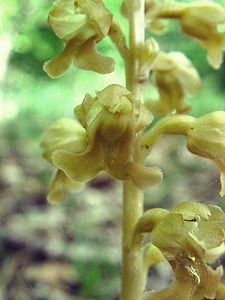 Neottia nidus-avis (Orchidaceae)  - Néottie nid-d'oiseau, Herbe aux vers - Bird's-nest Orchid Meurthe-et-Moselle [France] 09/05/2002 - 300m