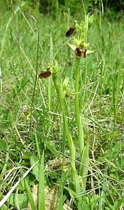 Ophrys aranifera (Orchidaceae)  - Ophrys araignée, Oiseau-coquet - Early Spider-orchid Meuse [France] 09/05/2002 - 270m