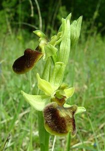 Ophrys aranifera (Orchidaceae)  - Ophrys araignée, Oiseau-coquet - Early Spider-orchid Meuse [France] 09/05/2002 - 270m