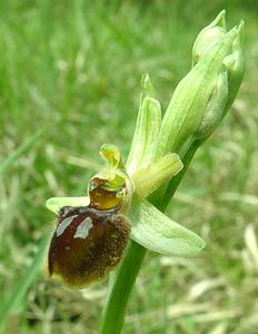 Ophrys aranifera (Orchidaceae)  - Ophrys araignée, Oiseau-coquet - Early Spider-orchid Meuse [France] 09/05/2002 - 270m