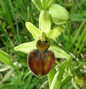 Ophrys aranifera (Orchidaceae)  - Ophrys araignée, Oiseau-coquet - Early Spider-orchid Meuse [France] 09/05/2002 - 270m