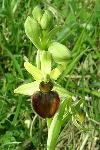 Ophrys aranifera (Orchidaceae)  - Ophrys araignée, Oiseau-coquet - Early Spider-orchid Meuse [France] 09/05/2002 - 270m