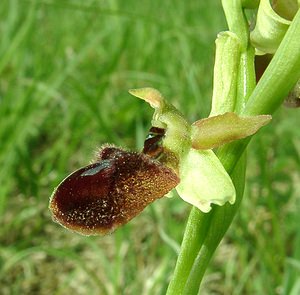 Ophrys aranifera (Orchidaceae)  - Ophrys araignée, Oiseau-coquet - Early Spider-orchid Meuse [France] 09/05/2002 - 270m