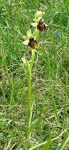 Ophrys aranifera (Orchidaceae)  - Ophrys araignée, Oiseau-coquet - Early Spider-orchid Meuse [France] 09/05/2002 - 270m