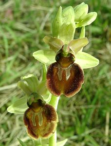 Ophrys aranifera (Orchidaceae)  - Ophrys araignée, Oiseau-coquet - Early Spider-orchid Meuse [France] 09/05/2002 - 270m