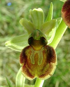 Ophrys aranifera (Orchidaceae)  - Ophrys araignée, Oiseau-coquet - Early Spider-orchid Meuse [France] 09/05/2002 - 270m