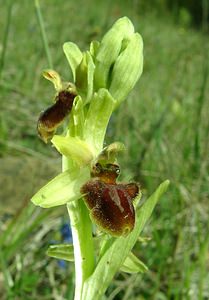 Ophrys aranifera (Orchidaceae)  - Ophrys araignée, Oiseau-coquet - Early Spider-orchid Meuse [France] 09/05/2002 - 270m