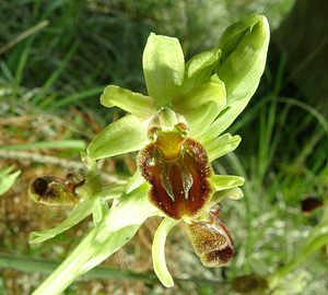 Ophrys aranifera (Orchidaceae)  - Ophrys araignée, Oiseau-coquet - Early Spider-orchid Meuse [France] 09/05/2002 - 270m